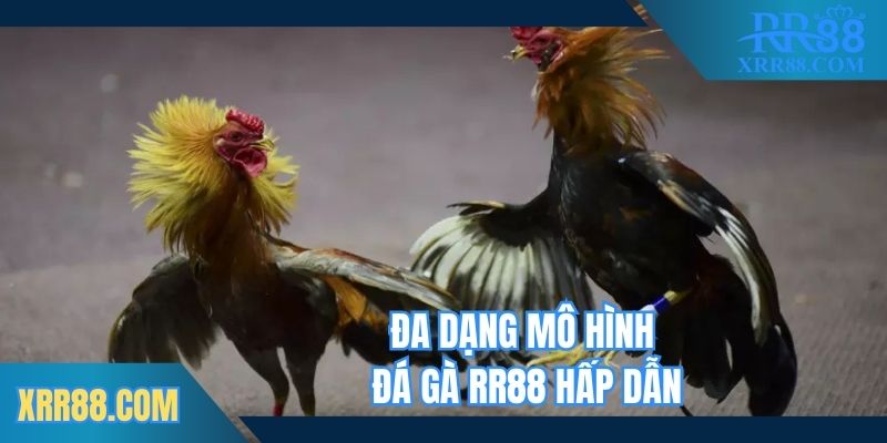Đa dạng mô hình đá gà Trang chủ RR88 hấp dẫn