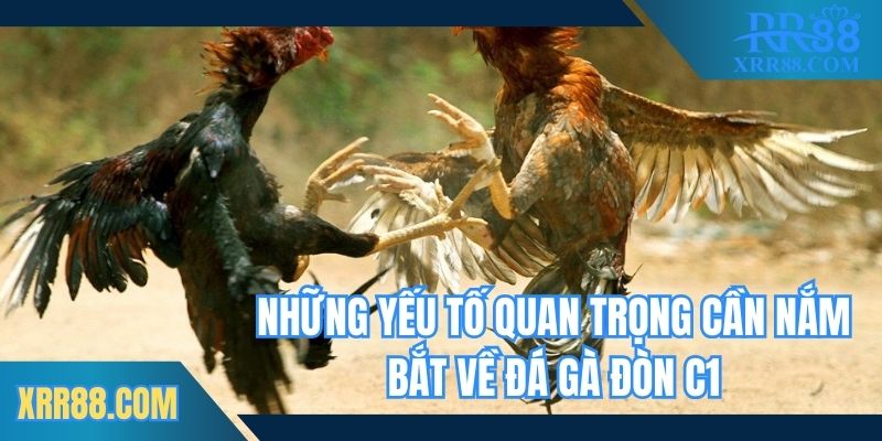Những yếu tố quan trọng cần nắm bắt về đá gà đòn c1