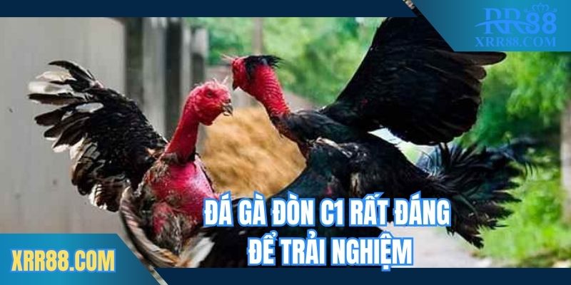 Đá gà đòn c1 rất đáng để trải nghiệm