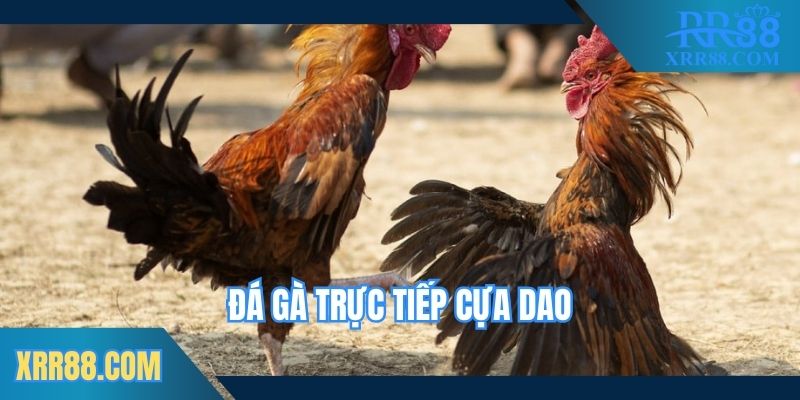 da-ga-truc-tiep-cua-dao