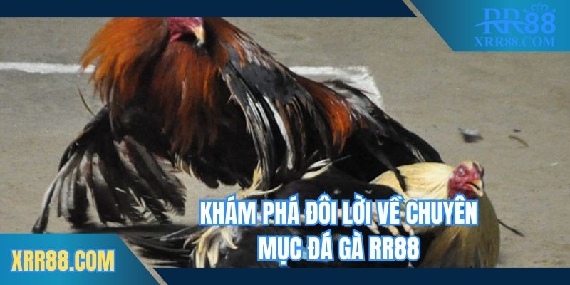Khám phá đôi lời về chuyên mục đá gà Trang chủ RR88
