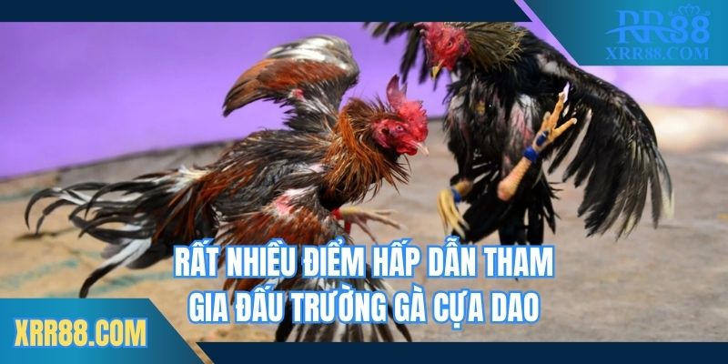 Rất nhiều điểm hấp dẫn tham gia đấu trường gà cựa dao
