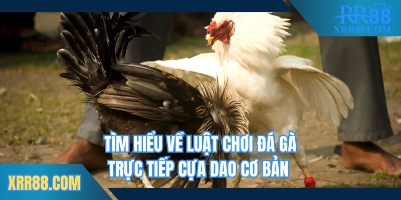Tìm hiểu về luật chơi đá gà trực tiếp cựa dao cơ bản