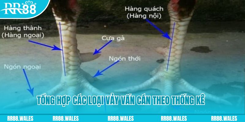 Tổng hợp các loại vảy vấn cán theo thống kê tại Trang Chủ RR88